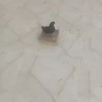 کبوتر سیاه شوه