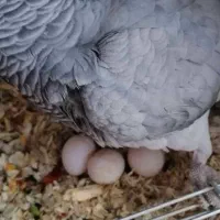 فروش تخم نطفه دار طوطی