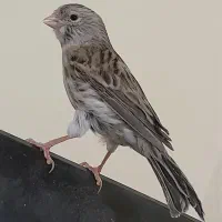 قناری ماده ابلغ