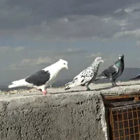 ۴تارنگه کفتربوم پرشی