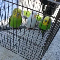مرغ عشق با قیمت مناسب