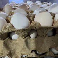 تخم مرغ محلی(خونگی)