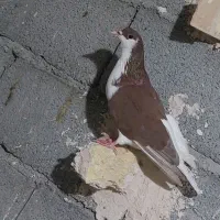 چپ ساده خال