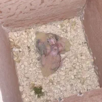 جفت عروس هلندی با جوجه