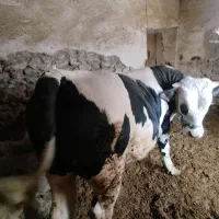 گوساله نر برای قربانی و قصابی