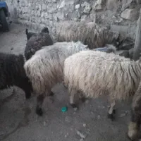 گوسفند