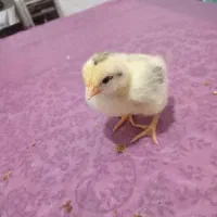 جوجه مرغ محلی