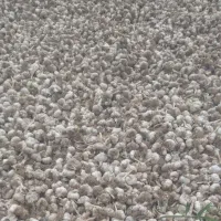 بزر سیر درجه یک