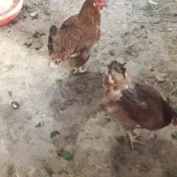 فروش مرغ
