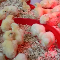 جوجه گوشتی راس ۷روزه واکسن خورده
