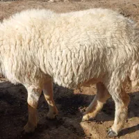 بره ماده فروشی