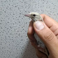 جوجه سهره کرمونی و دورگ اصیل