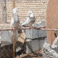 کفتر