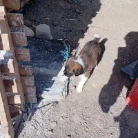 توله جذاب