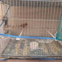 فروش جفت فنچ کینگ انگلیسی با تخم