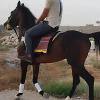 نریون کره طوطی بداک