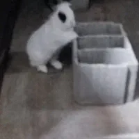 خرگوش