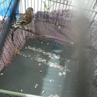 جوجه سهره قناری