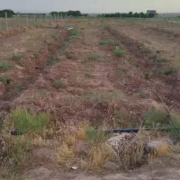 باغ-جاده-باغرود-وحمیداباد