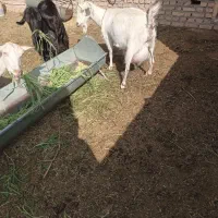 فروش گوسفند