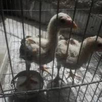 جوجه خروس لاری