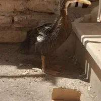 اردک فروشی