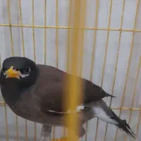 مرغ مینا افغان ۱ساله