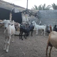 فروش گوسفند
