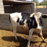 گوساله نر