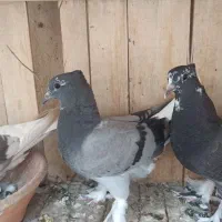 کفتر مغلف دم سفید مهر