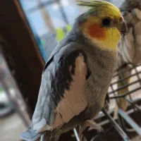 سه عدد عروس هلندی