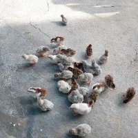 فروش جوجه مرغ شاخدار