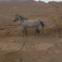 اسب ۵سال