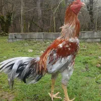 خروس لاری اصیل