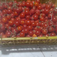 گوجه گیلاسی