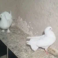 کبوتر عروس