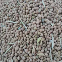 نخود آبگوشتی