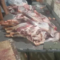 کشتار بزغاله  وبره چاق درجه یک  شقه ای فقط