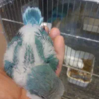 جوجه راهب سرلاکی و دون خور دستی