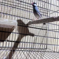 فنچ نر نرگسی