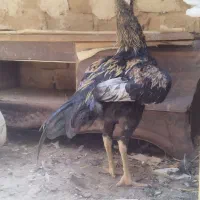 مرغ وخروس محلی