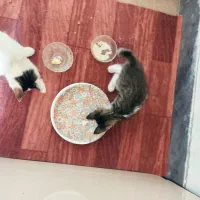 واگذاری رایگان بچه گربه