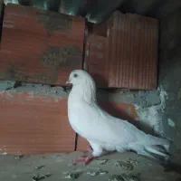 کبوتر