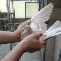 جوجه پرشی