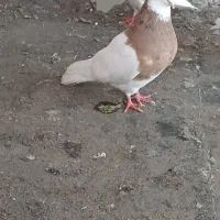 کبوتر توقی