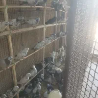 کفتر پرشی یزدی وزاجر