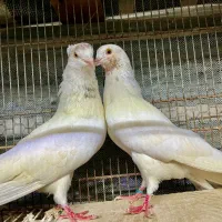 کبوتر جوجه کشی به شرط