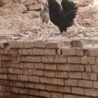 تخم‌مرغ گلین نطفه دار