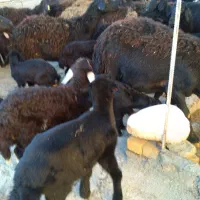 میش و بره|حیوانات مزرعه|خنداب, |دیوار