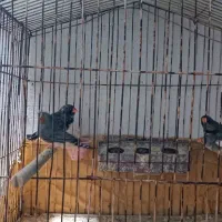 فنچ|پرنده|بندر گناوه, |دیوار